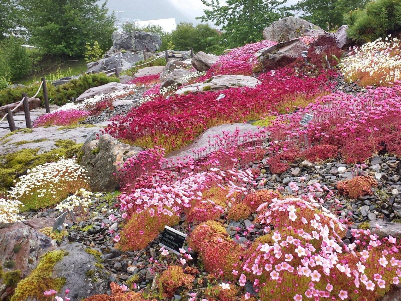 Arctic Alpine Botanic Garden